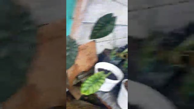 Grosir Alocasia Dragon Scale And Silver смотреть онлайн