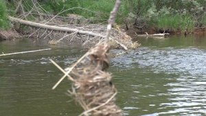 83 Серия Рыбная Яма, Плавится Рыба хариус, 2 Зацепа снимаем Раздевшись, Удочка Поплавок Тайга