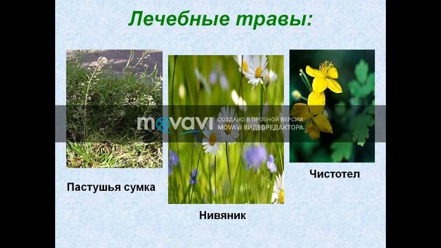 Жизнь луга. смотреть онлайн