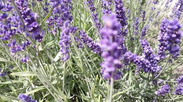 Фиолетовые цветы. Дзен. смотреть онлайн