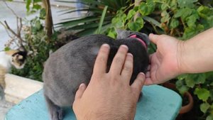 Русская голубая кошка