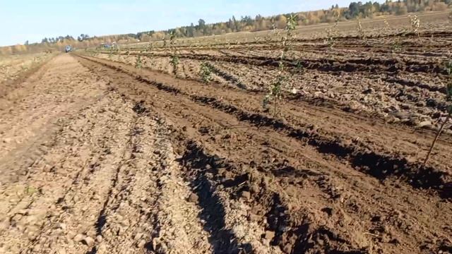 Посадка интенсивного яблоневого сада посадочными машинами. Пенза. смотреть онлайн