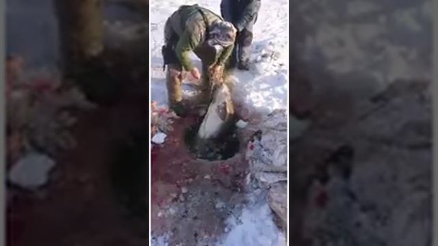 Браконьеры выловили три калуги и два осетра смотреть онлайн