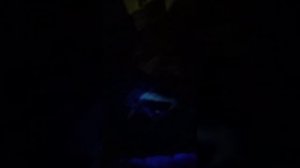 Кошачьи метки помогает обнаружить ультрафиолетовый фонарик