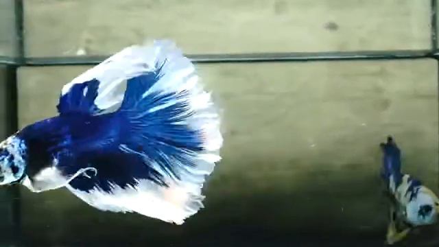 Blue Butterfly Rose Tail