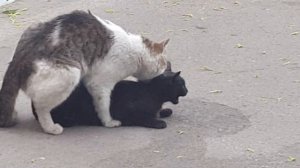 спаривание котов в дикой природе