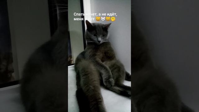 Спать хочет, а не идёт, меня ждёт 🤭🐱🐭🐱