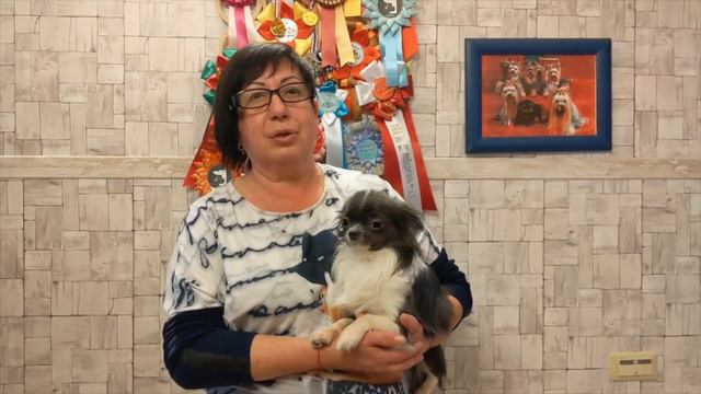Собаки маленьких пород