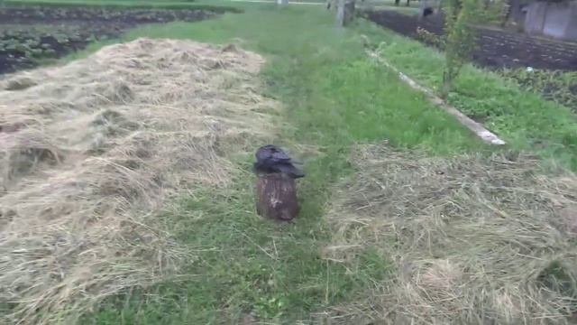 Обучение ВОРОНА, Птенец Ворона смотреть онлайн