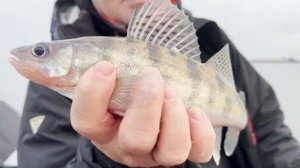 Самый, простой способ ловли судака и берша мешками- сплавом. Адмирал и мормышка с тюлькой.