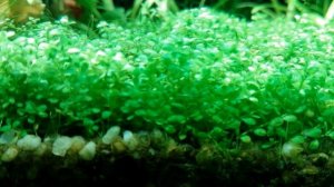 Открытый аквариум 100 литров