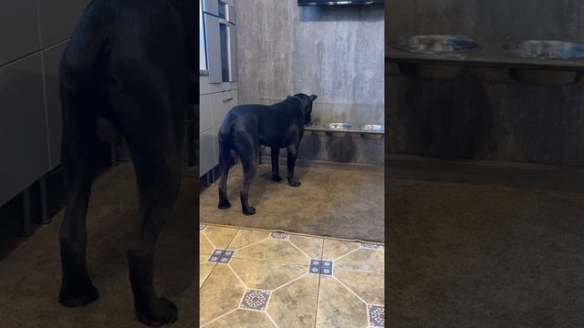 Вода 🥰#tttt #cane #canecorso #канекорсо #canecorsoitaliano #канекорсоитальяно