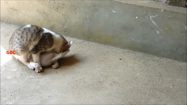 Фантастические звери и места их обитания смотреть онлайн