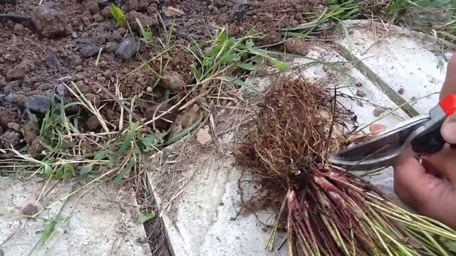 Размножение земляники делением куста