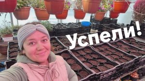 Посадка тюльпанов для своего цветочного магазина, не срез! - Урожай 2024 год