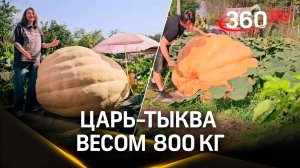 Тыкву весом 800 килограммов вырастил агроном-любитель из Подмосковья - новый рекорд России