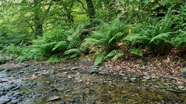 Приятный звук ручья и пение птиц для успокоения нервов, релаксации и сна. Нежное журчание ручья. смотреть онлайн