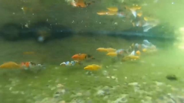 Beltango & Friends Festival 2023 / trailer смотреть онлайн