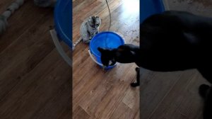 Смешные коты ловят рыбу Ловись рыбка большая и очень большая