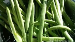 Лобио из стручковой фасоли по-грузински