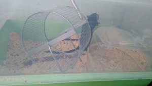 Веселые песчанки. Песчанки. жизнь песчанок. мышки песчанки. мыши