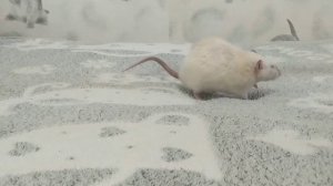 Как дрессировать крыс | Как научить командам "круг" и "носик"