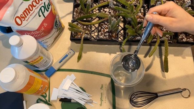 Disocactus Hybrid Growth Fertilizers Experiment - Day 0 смотреть онлайн