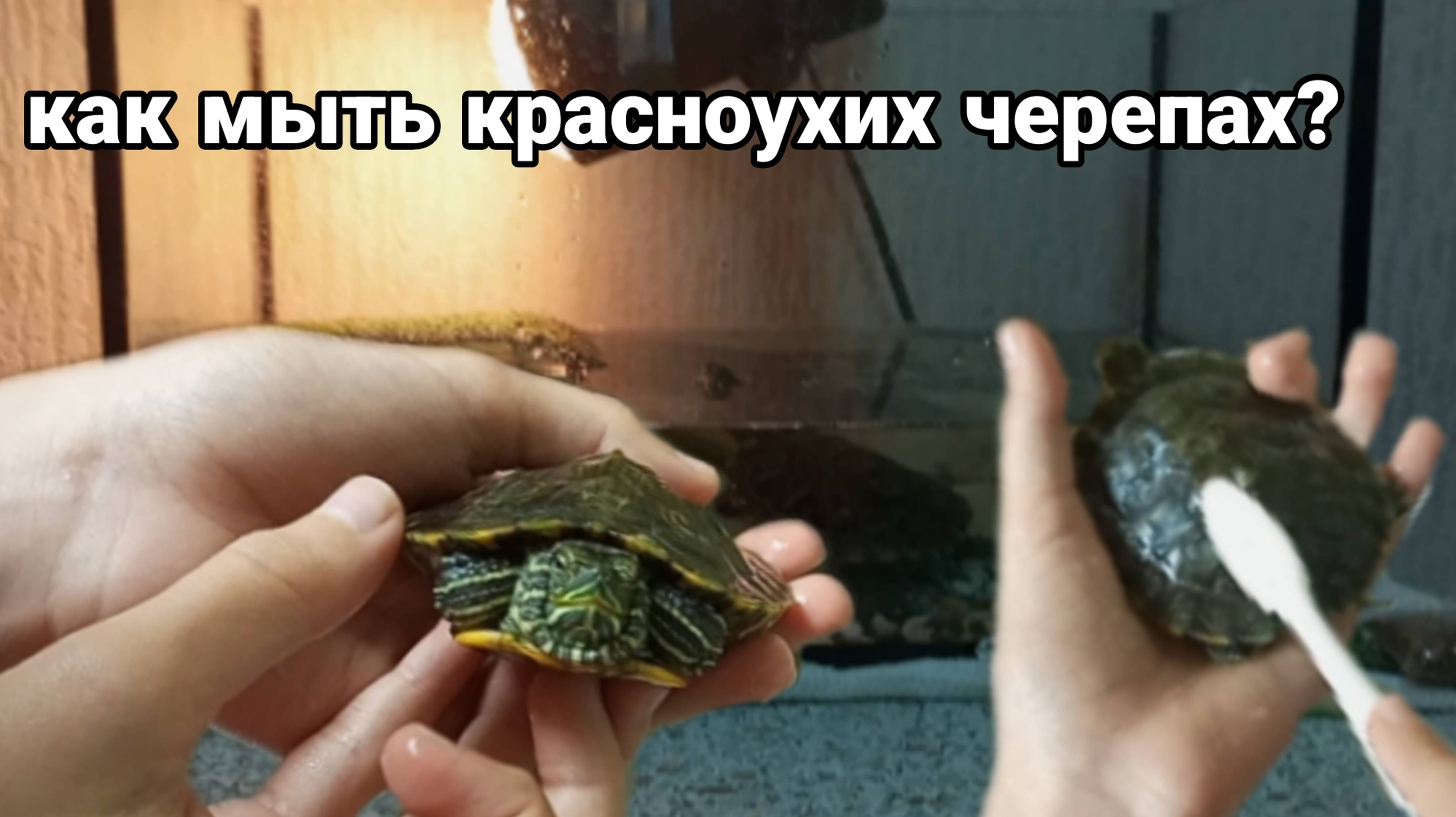 как мыть красноухих черепах?