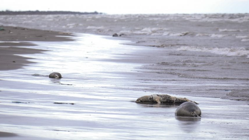В Дагестане расследуют массовую гибель тюленей