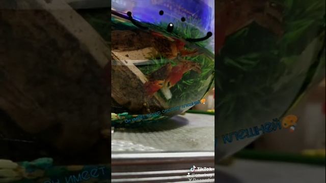 Мангровый краб смотреть онлайн