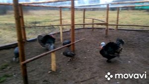 Собираем ЯЙЦО индейки для вывода ИНДЮШАТ.