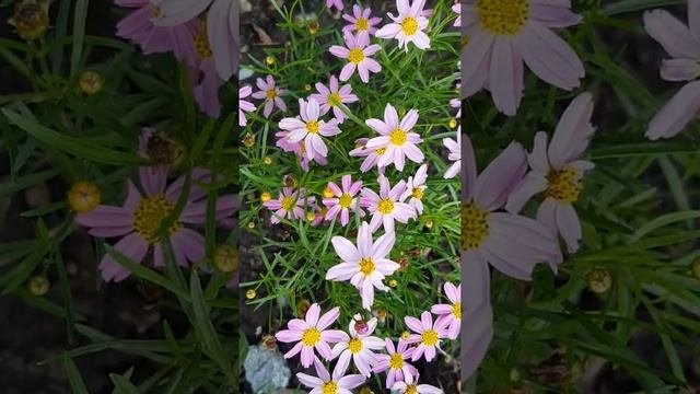 Coreopsis rosea 'American Dream' Tickseed 粉红金鸡菊