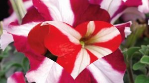 Hạt giống hoa dạ yên thảo - PETUNIA - PET070 Jumbo Star Mix