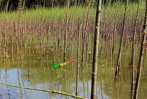 Клюют КАРАСИ - МОНСТРЫ на поплавок !