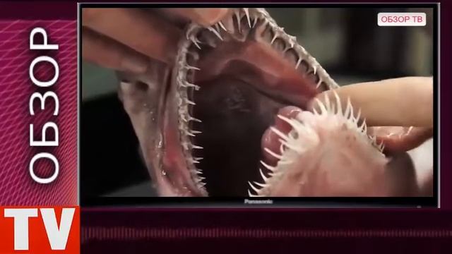 ПУШКИНО Морское Чудовище Акула Гоблин смотреть онлайн