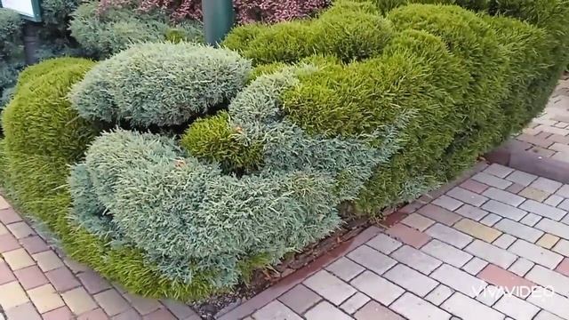 Хвойные растения в саду. Очаровательные клумбы из хвойных Идеи для ландшафтного дизайна смотреть онлайн