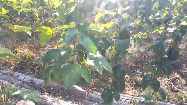 Estos son los resultadoa de un buen plan de manejo en el cultivo de maracuyá (chinola). смотреть онлайн