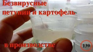 [139] Безвирусные петунии и картофель в производстве. Размножение из меристем