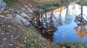 Река Луга, лосось, крокодил и старинный парк.