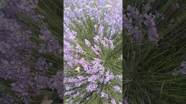 Лаванда — Lavandula angustifolia Mill ? краса природи ?