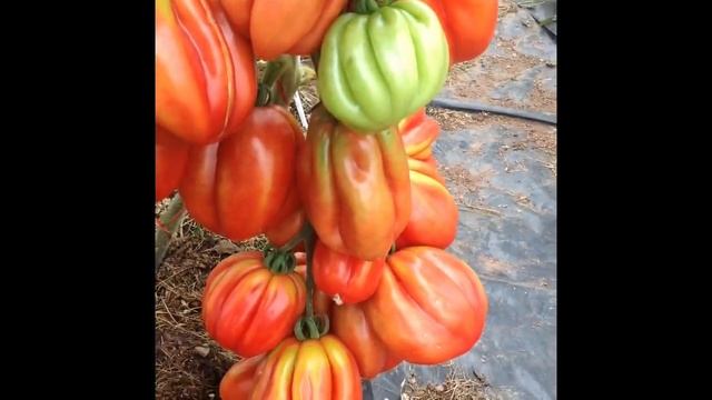 #shorts/Сортовай Томат Этуаль/Корабль Бекхера смотреть онлайн