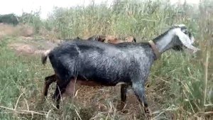 Продаются 100%Англо-Нубийские козы,козочки т:89288114974Татьяна