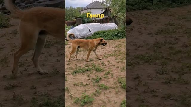 Гампр Зорба. #щенки #dog #animal #собаки #волкодав #гампр