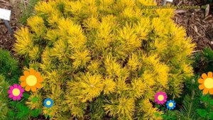 Сосна горная Карстенс Винтерголд. Краткий обзор, описание pinus mugo Carstens Wintergold