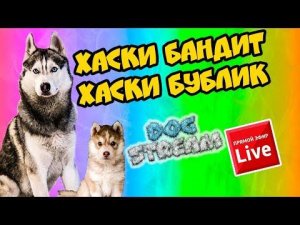 DOGSTREAM: ПЕРВЫЙ СТРИМ с моим сыном БУБЛИКОМ!