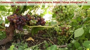 24 июля и только начал окрашиваться виноград Художник- по две грозди на лозу, урожайный красавец.
