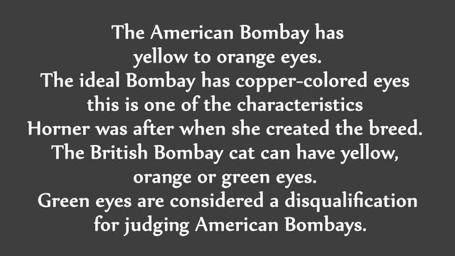 American Bombay vs British Bombay Cat - What's the Difference? смотреть онлайн