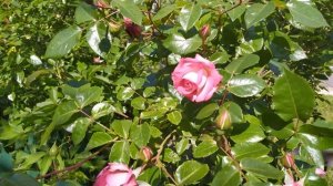 Женское имя ЕЛЕНА — что означает: описание имени.