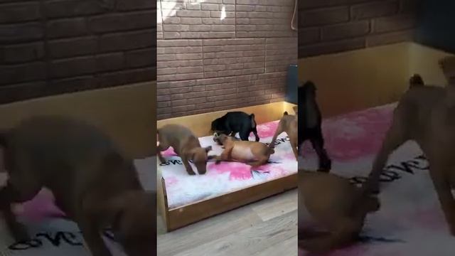 Щенки цвергпинчера. Свободны 3 рыжих девочки, 2,5 месяца. Находятся в Краснодаре, кмр. смотреть онлайн