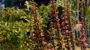 Песня о счастье Сенчина и Йаяк Йолла